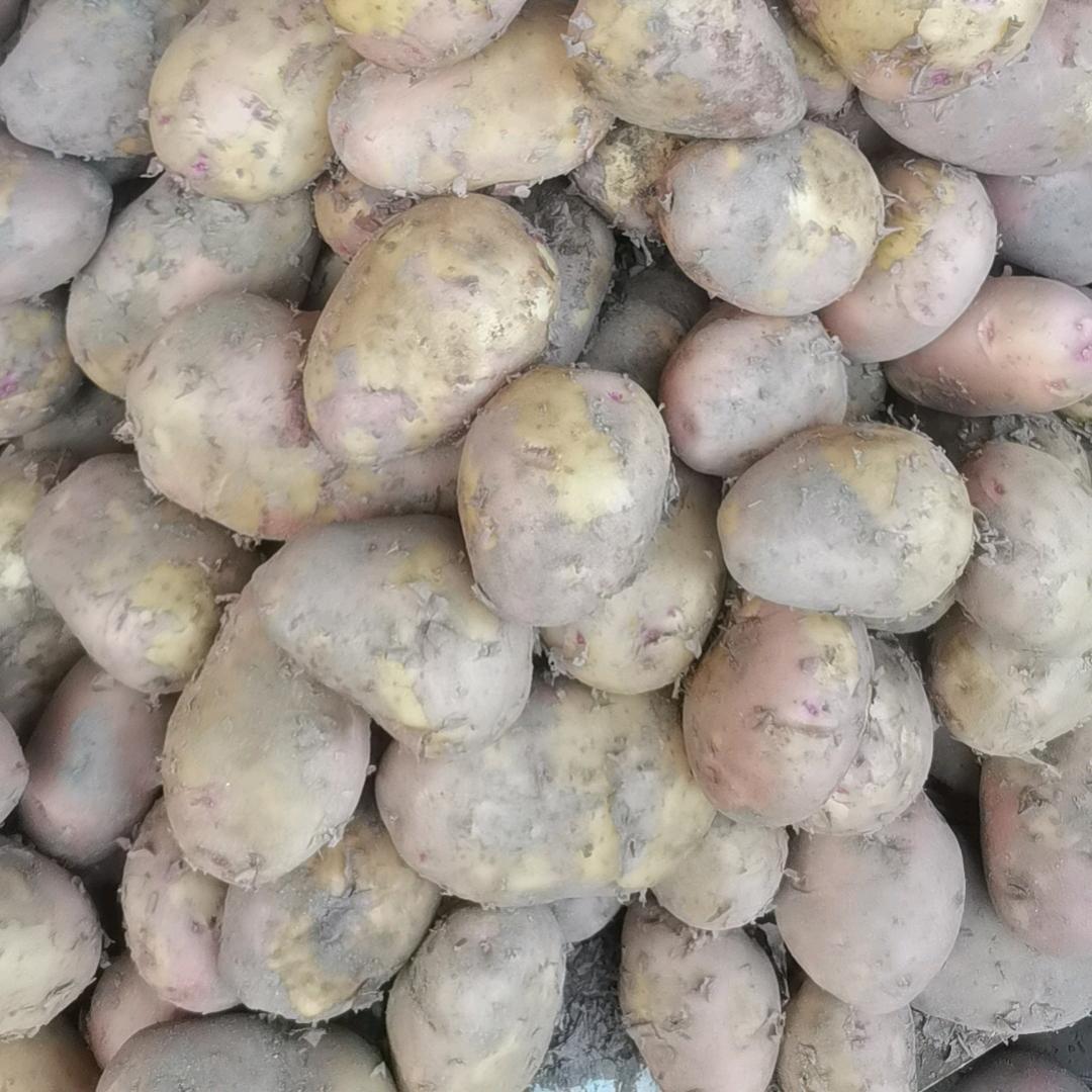 昆明土豆批发春花