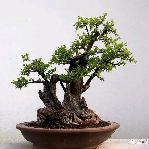 东东绿植盆景