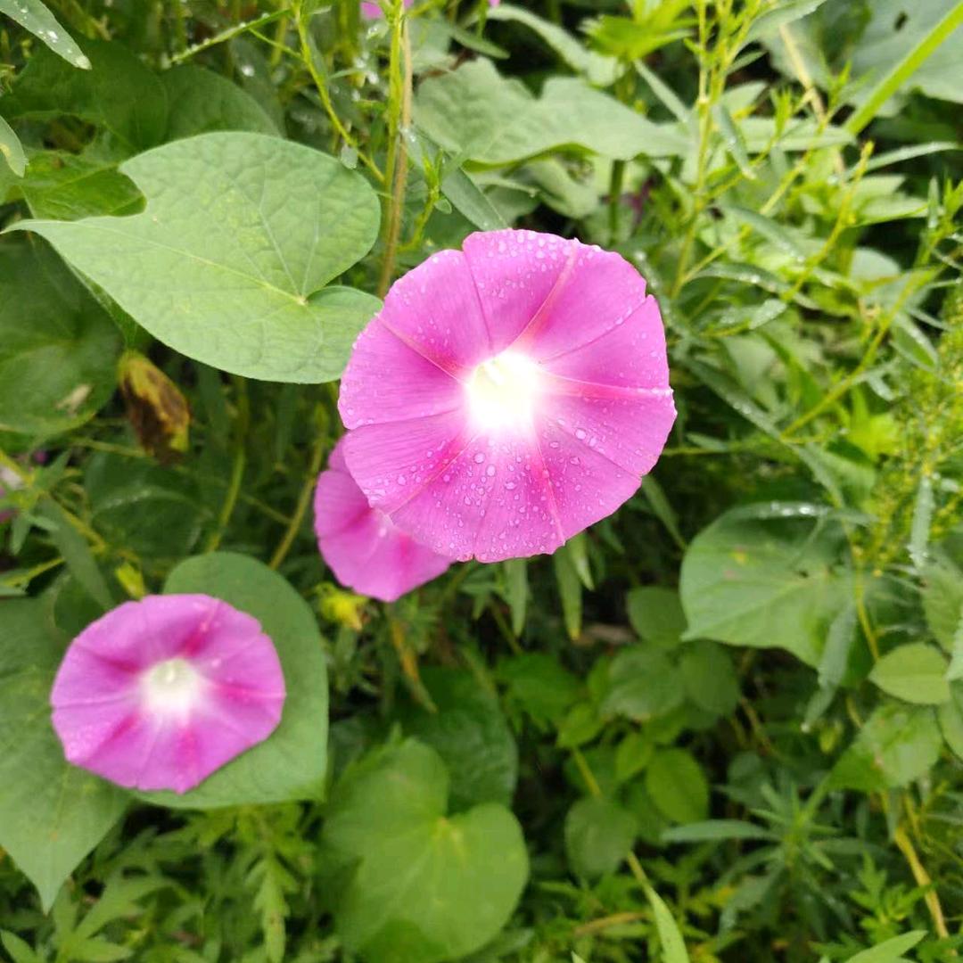 小龙虾