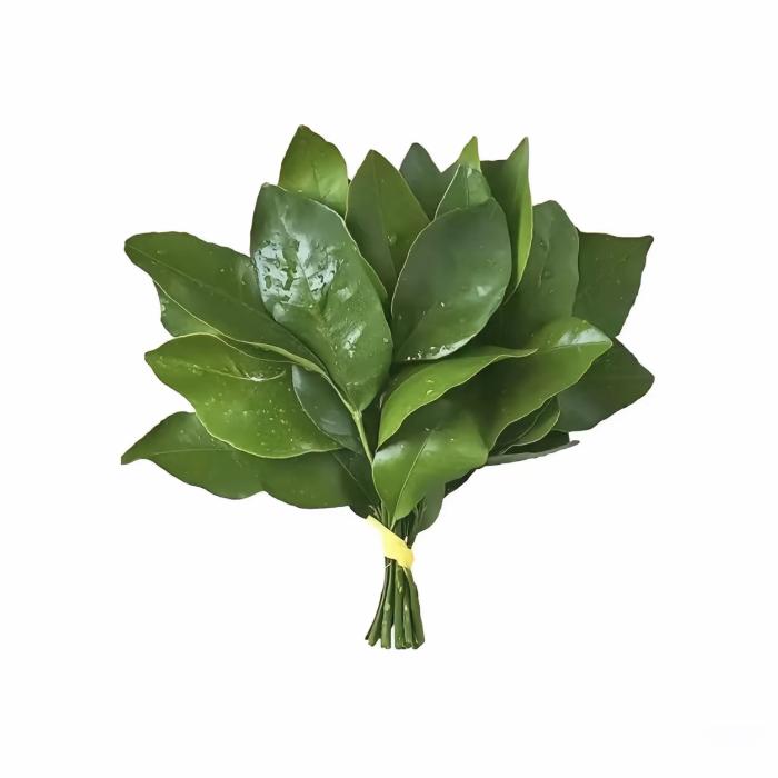 白芷薇