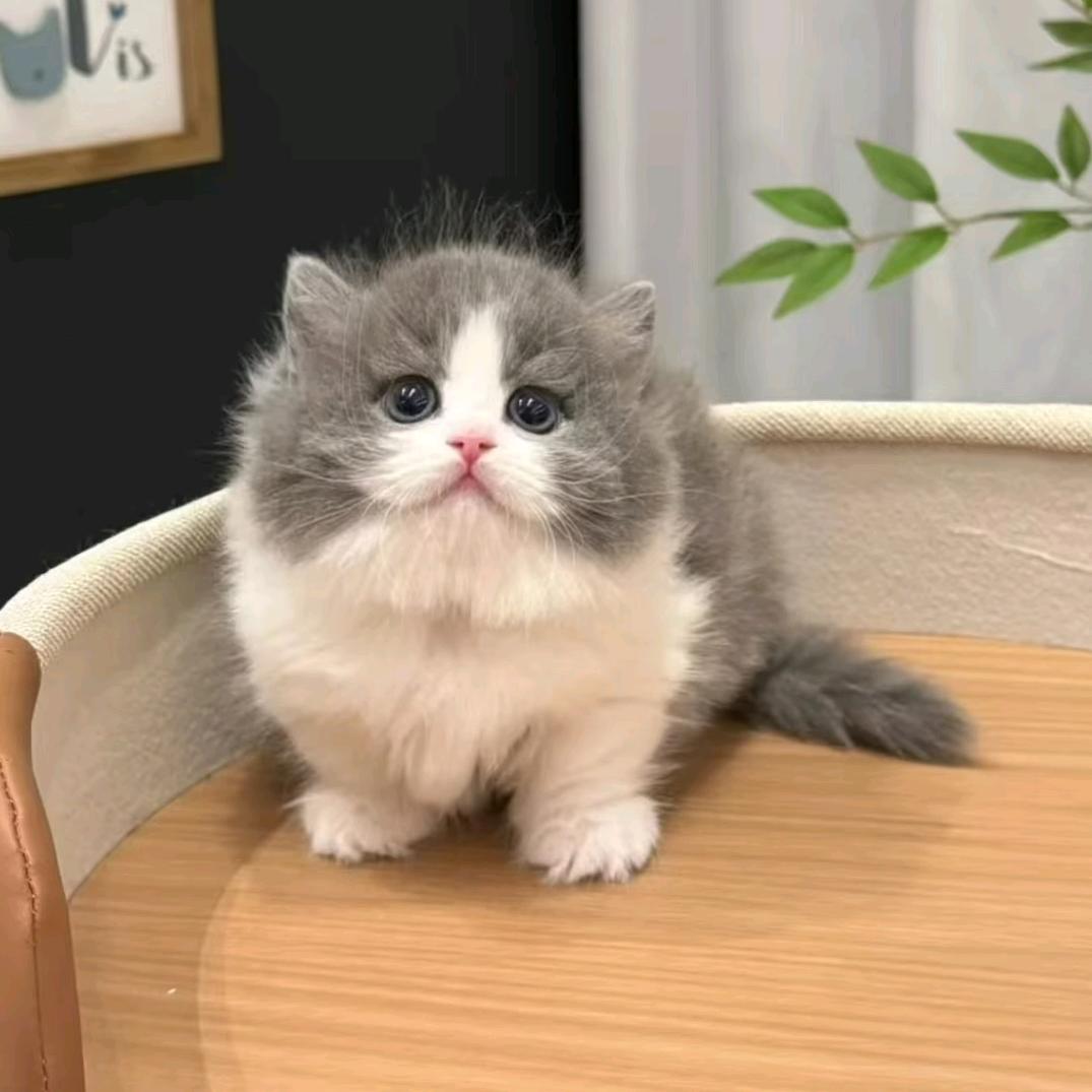 丫头