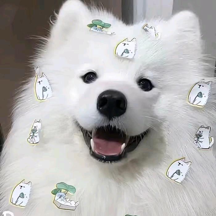 绵杨杨