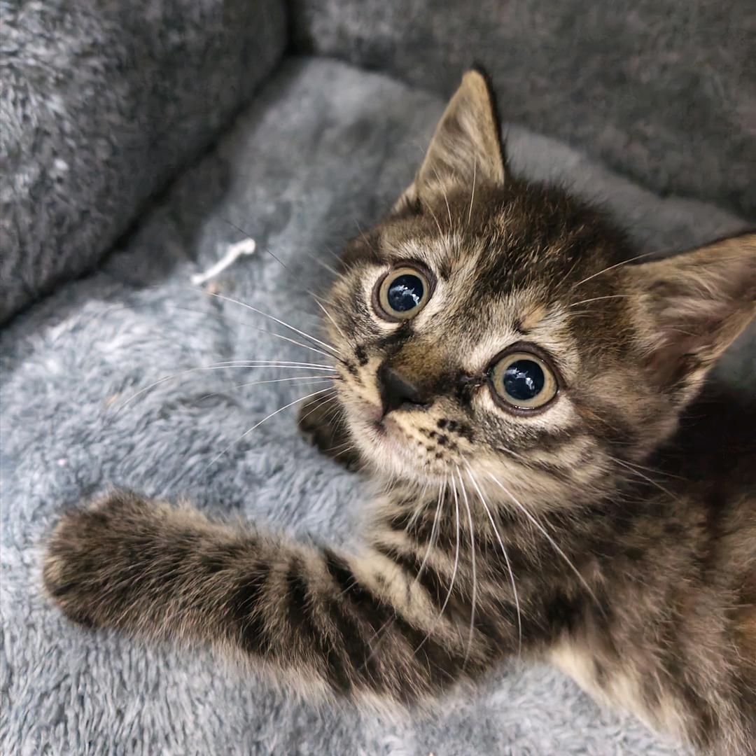 拾一是只小猫