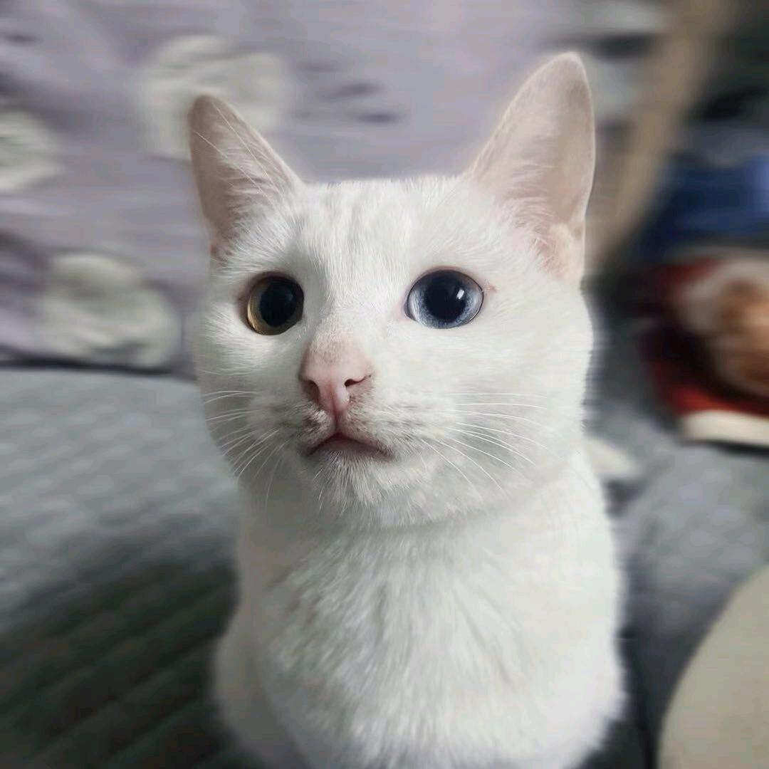 @胡公子姐姐
