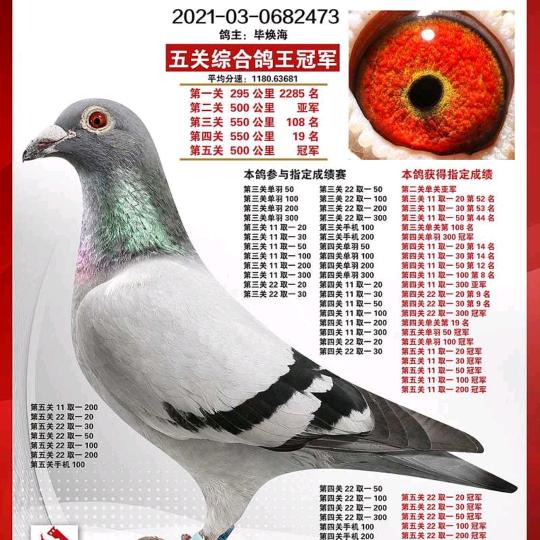 引领赛鸽