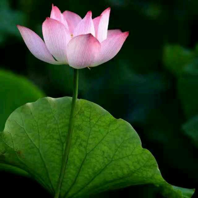 ꧁꫞冷💞暖自知꫞꧂