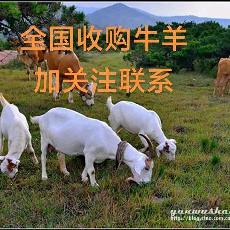 二嫂牛羊收购