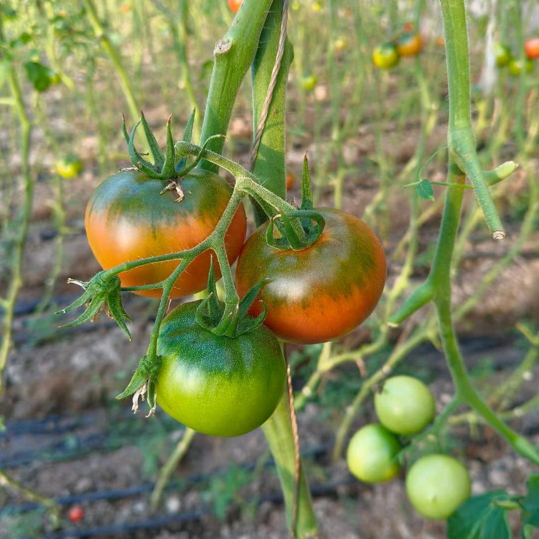 汇鸿颖宝新鲜农产小铺