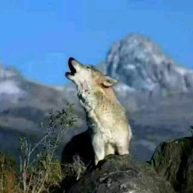 🐺🐺🐺