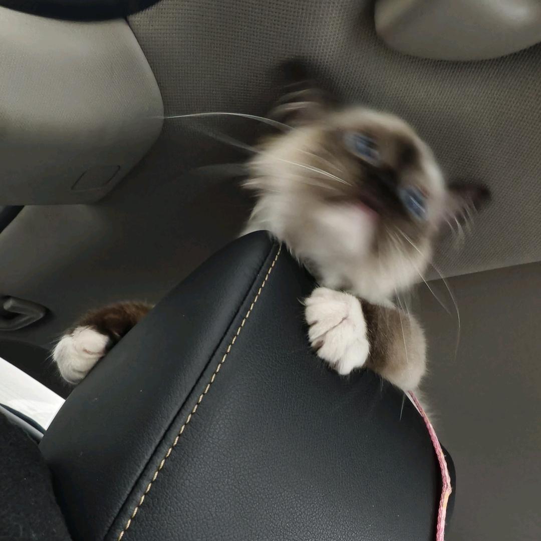 我有一只战斗喵