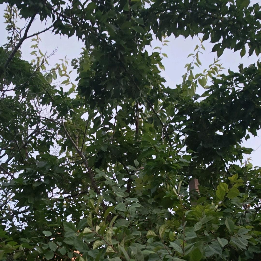 林中鸟