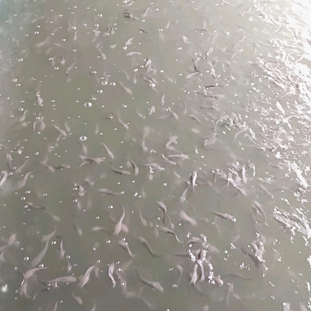小郑养殖