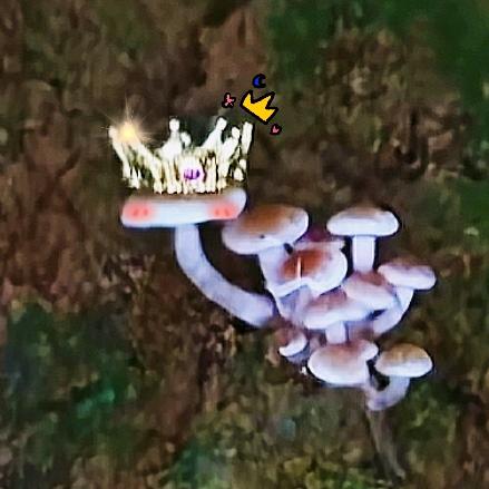 蘑菇🍄🍄