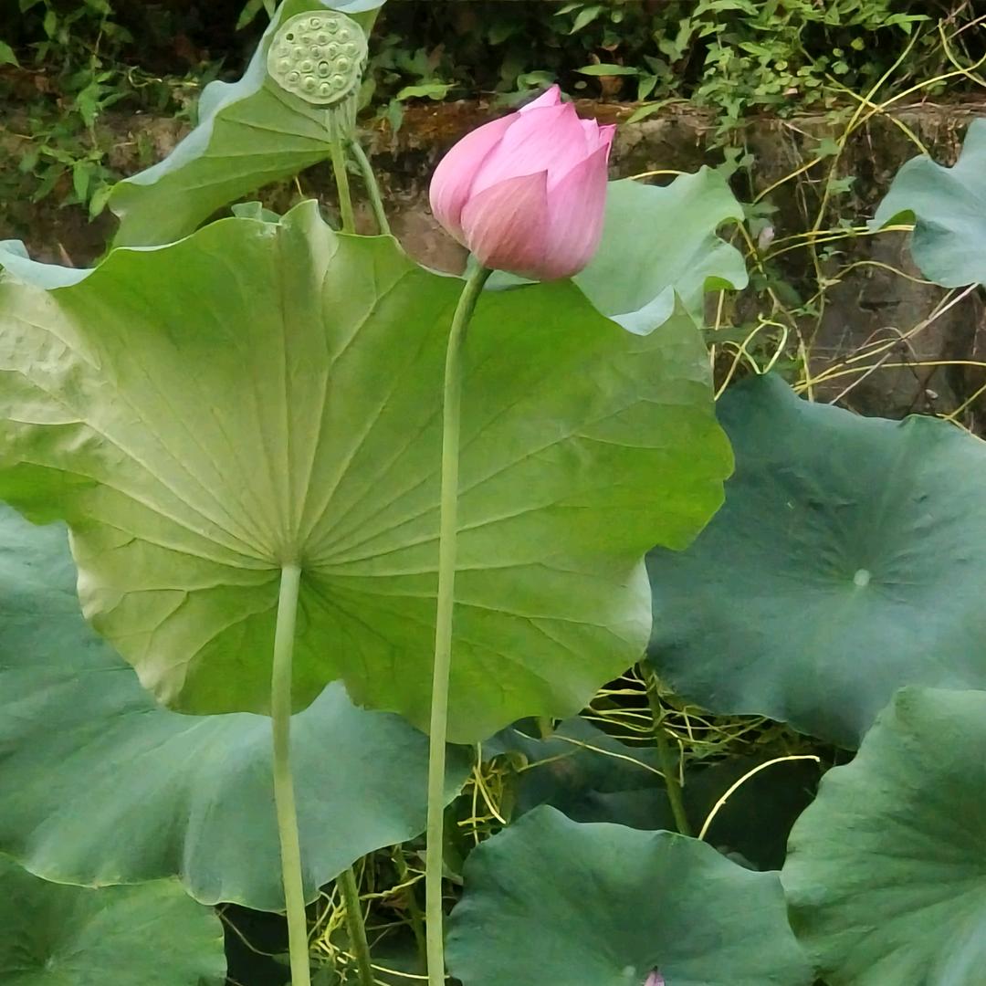 ~随遇而安~