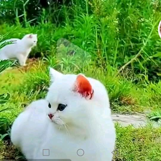 w一往情断碎碎冰