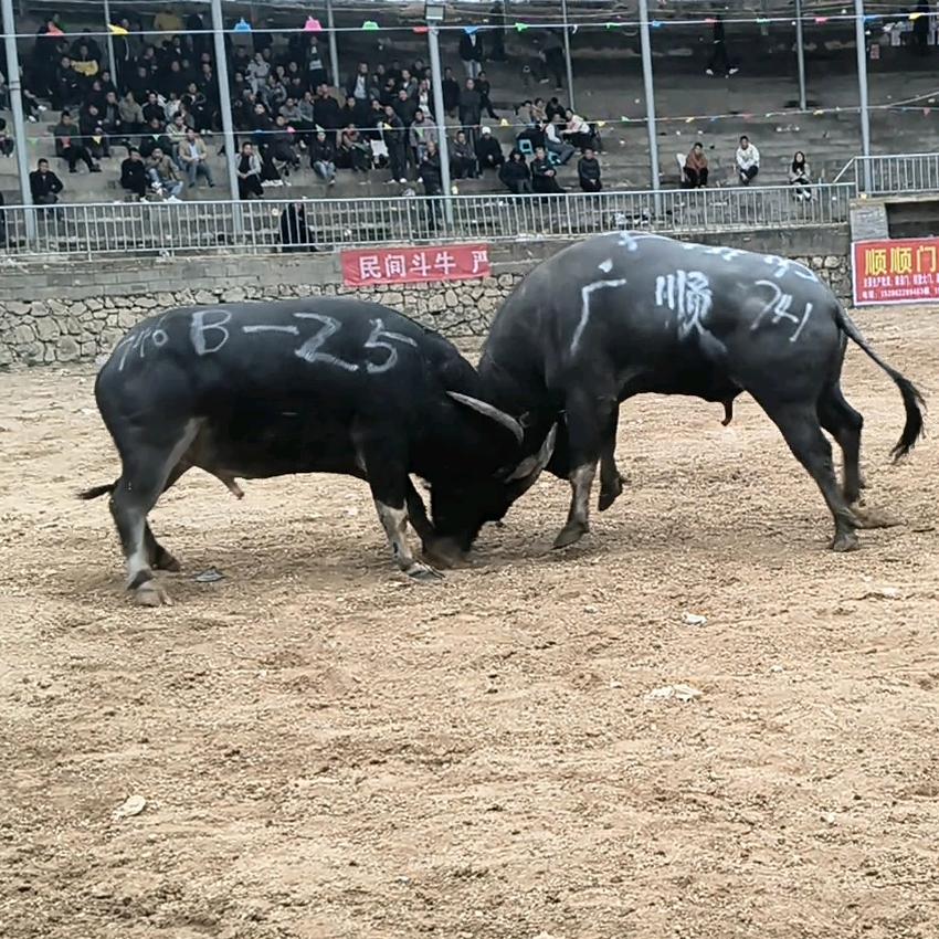 （金沙湾休闲山庄/儿童乐园）李安帮