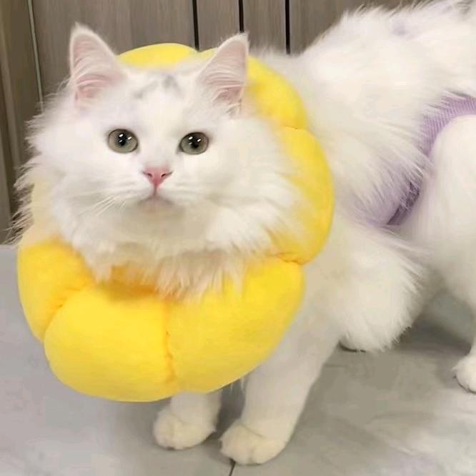 可可小猫