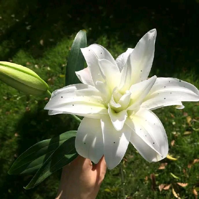 苘