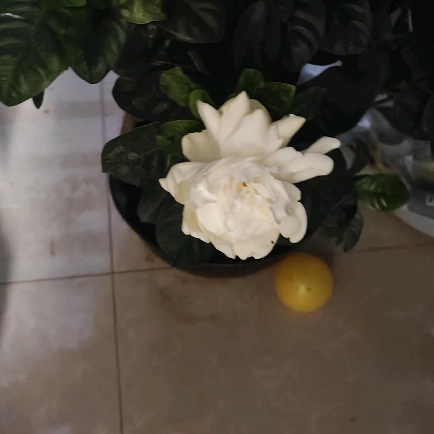 小春