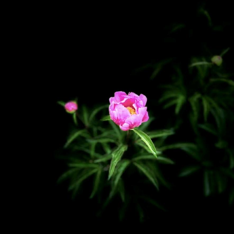 石圪节公社胡德禄