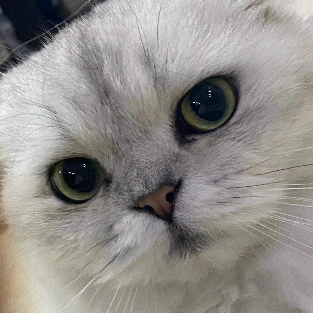 香菜👑