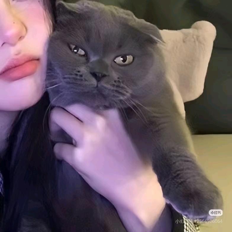 陪我岁岁年（三角洲行动）