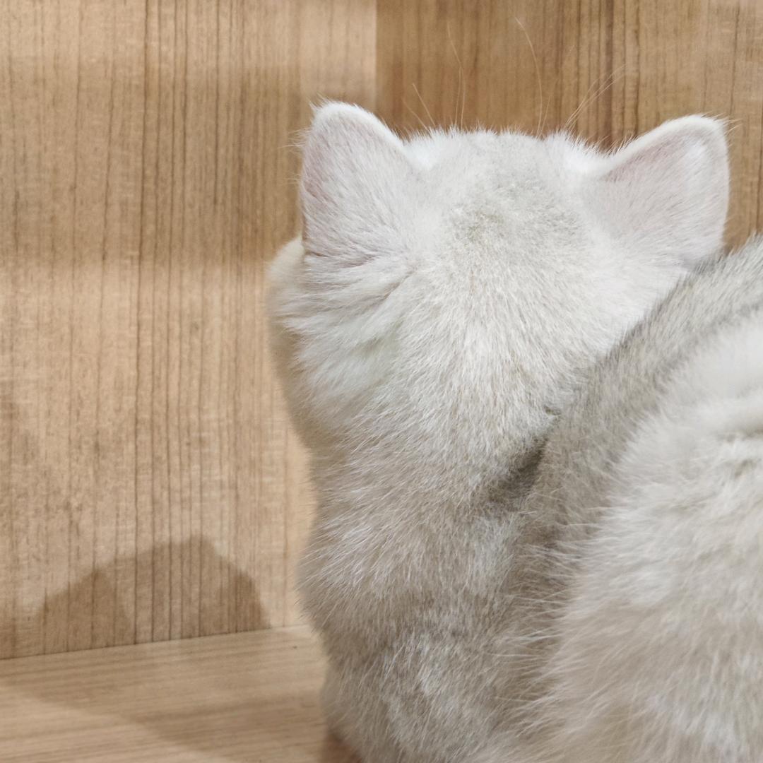心想事成