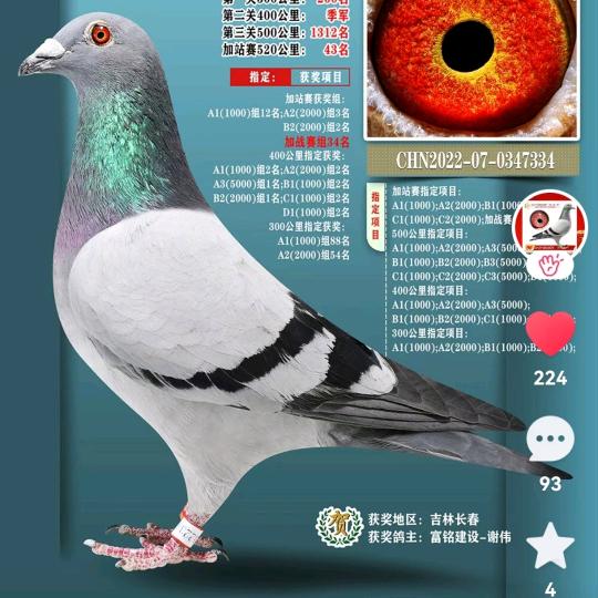 信鸽天落鸟