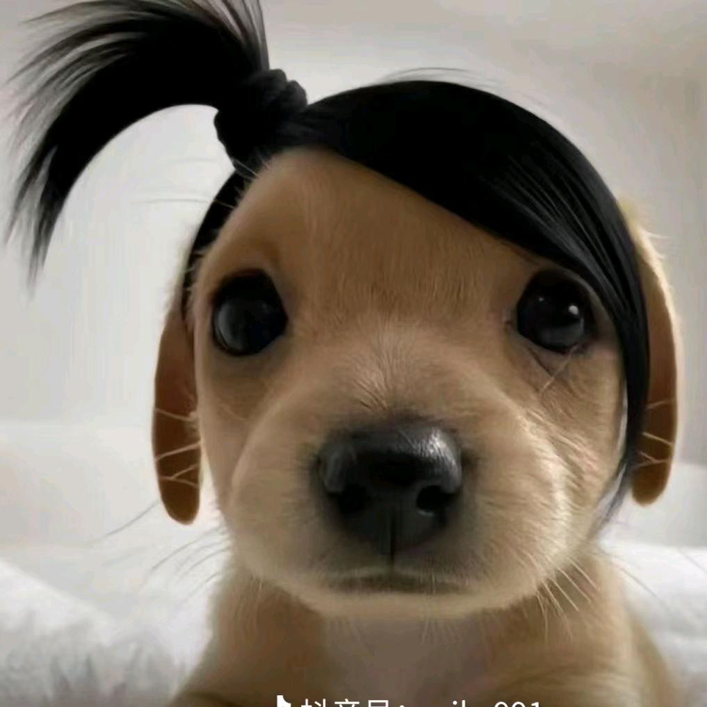 肥猪控