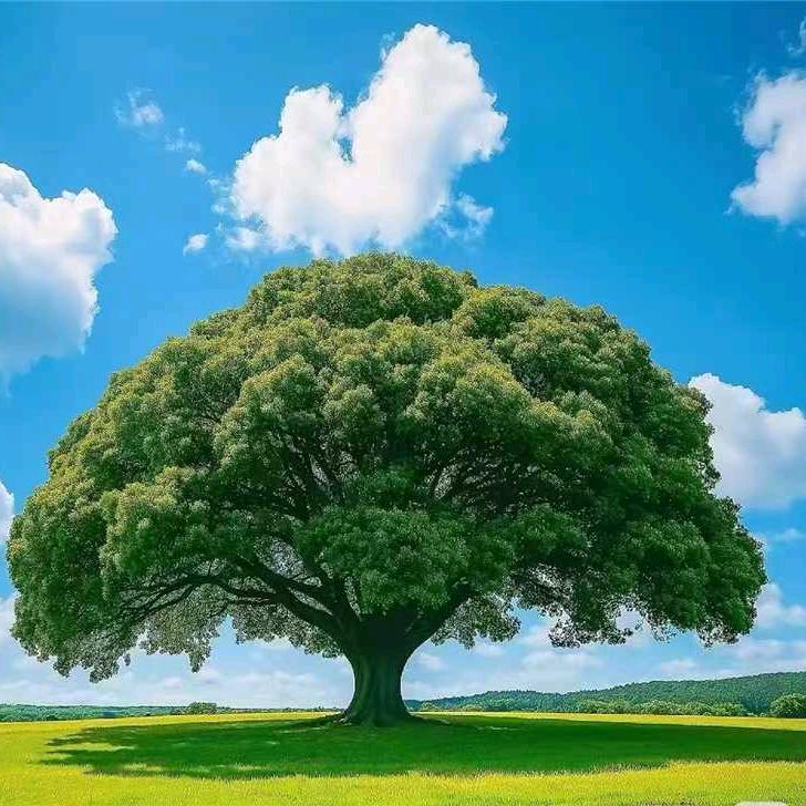 汝州市老兵车行