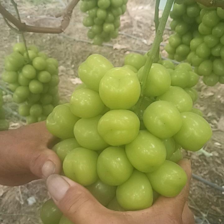 中国绿狼蔬花器西昌陆哥