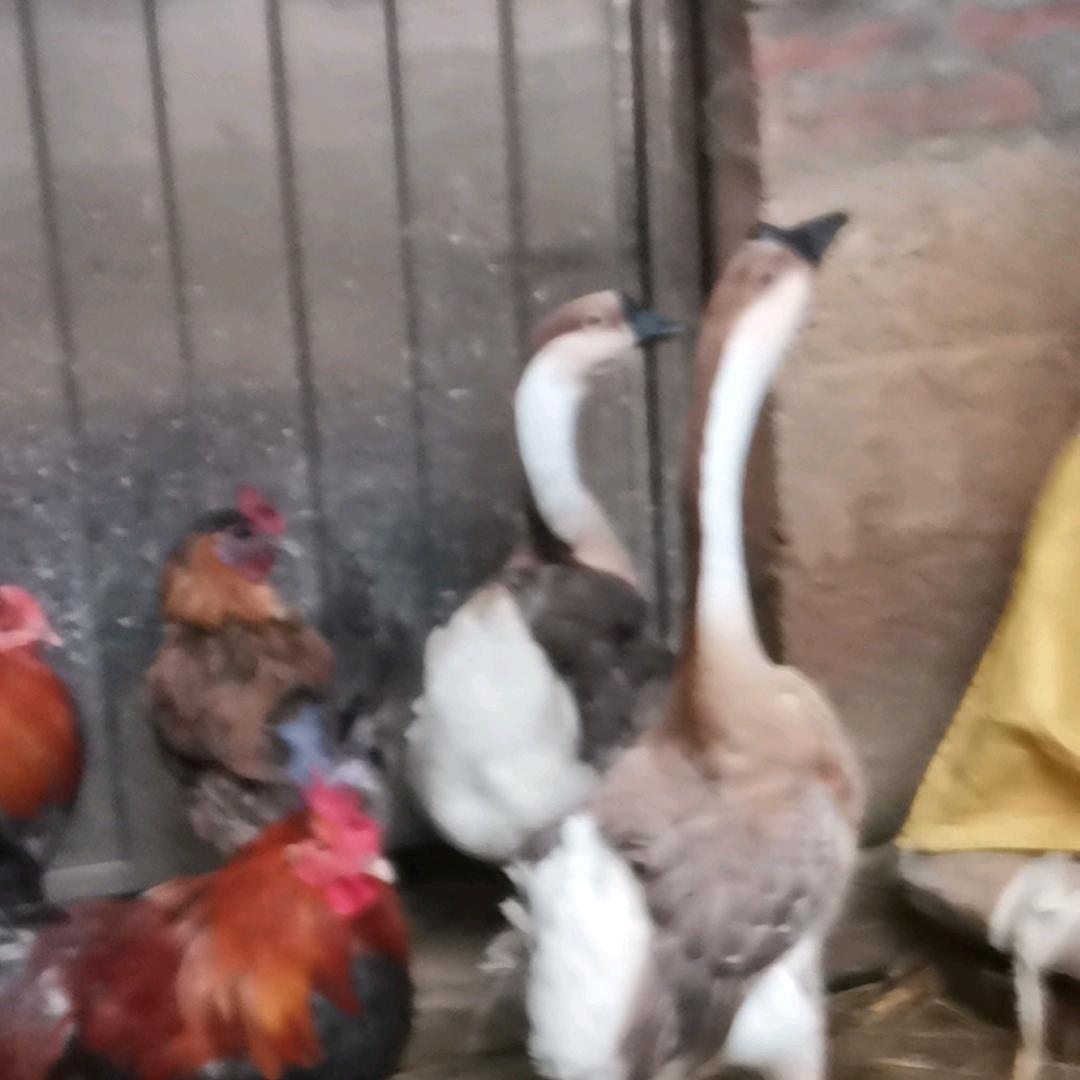 坏人，陌生人。