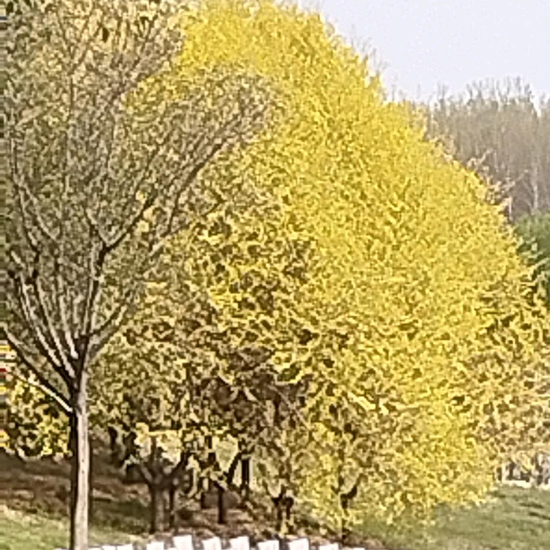 ꧁꫞꯭ 云天 ꫞꧂
