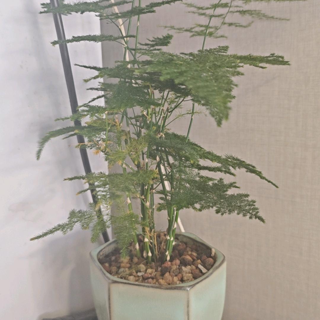 =͟͟͞͞ʕ•̫͡•ʔ,