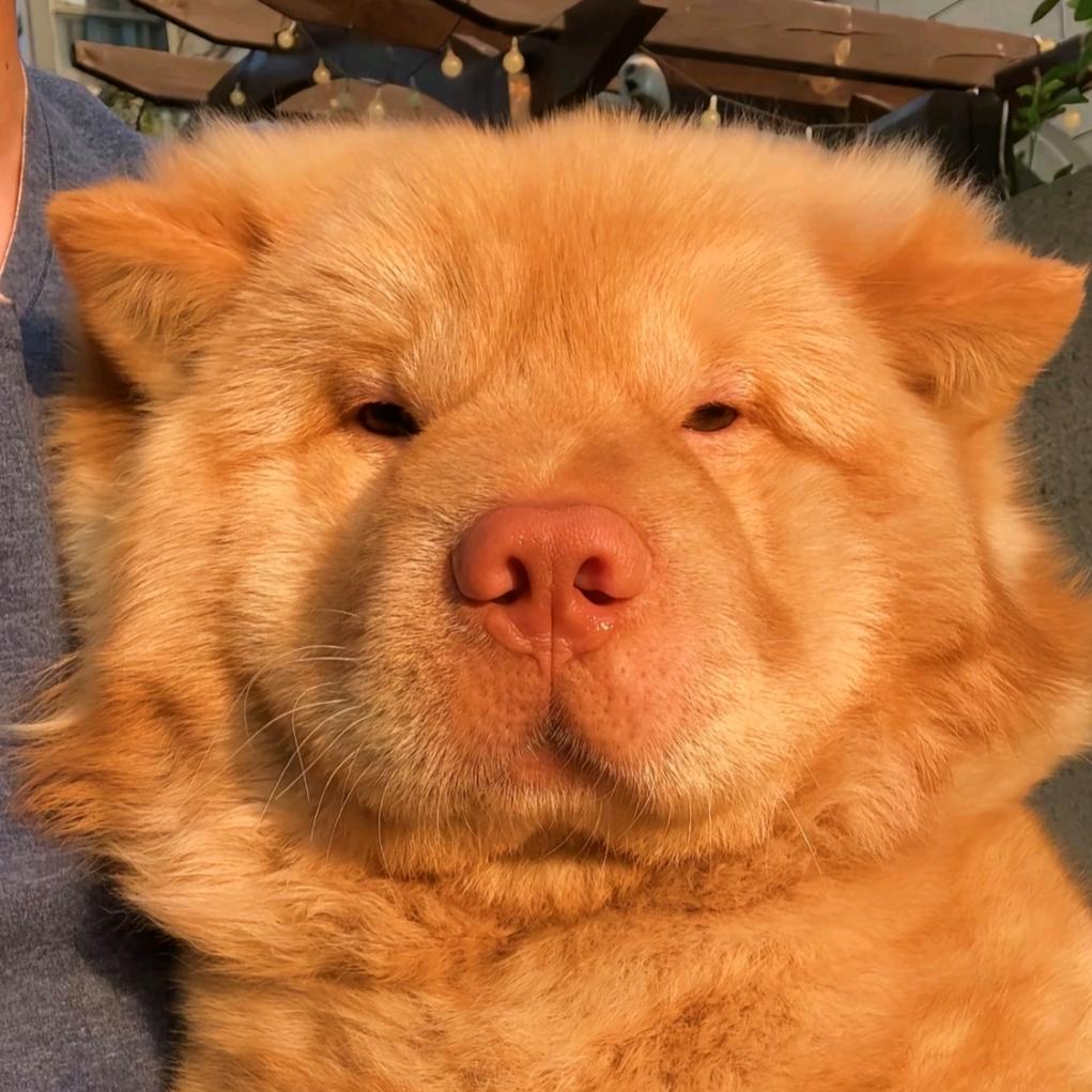 哇哈哈不会哈哈