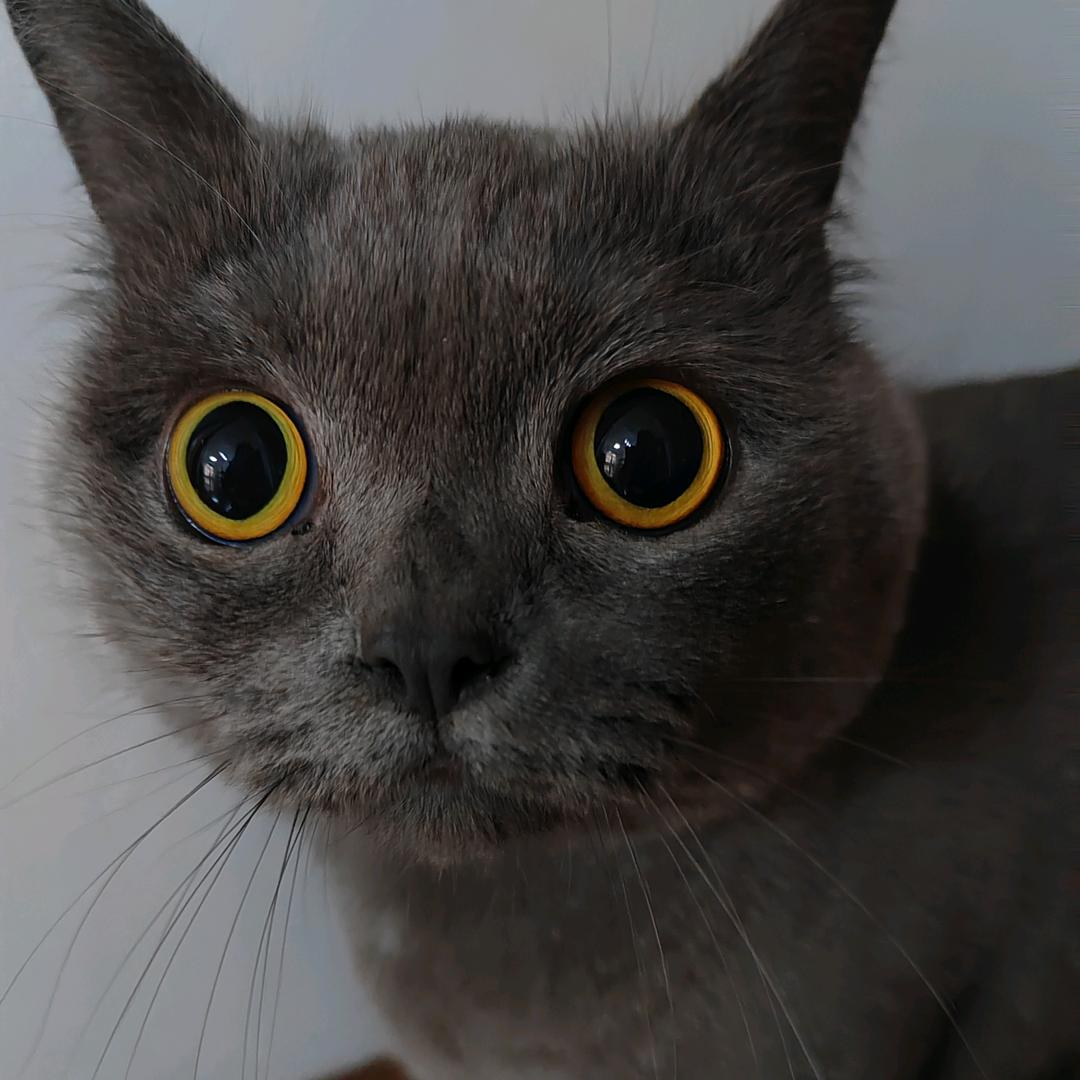 猫猫摇摇晃晃
