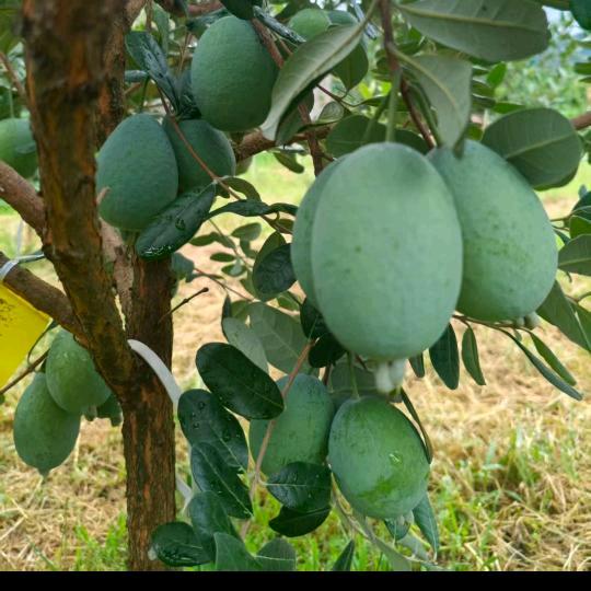 嘉菲黑李珍肴果苗采摘园