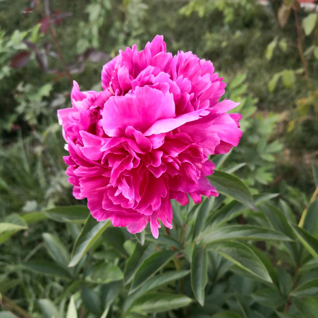 小花1979