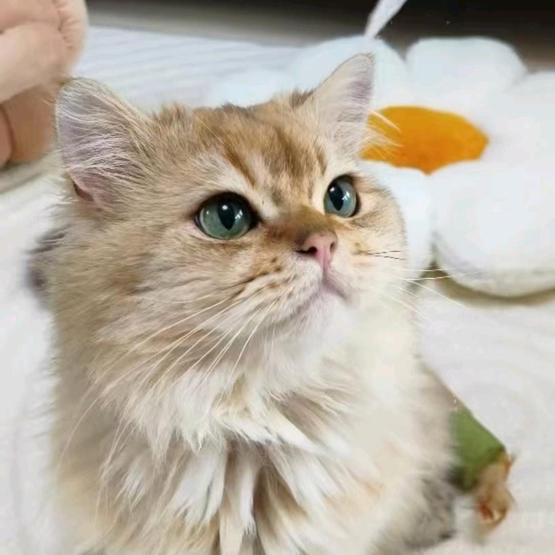 团仔是一只猫