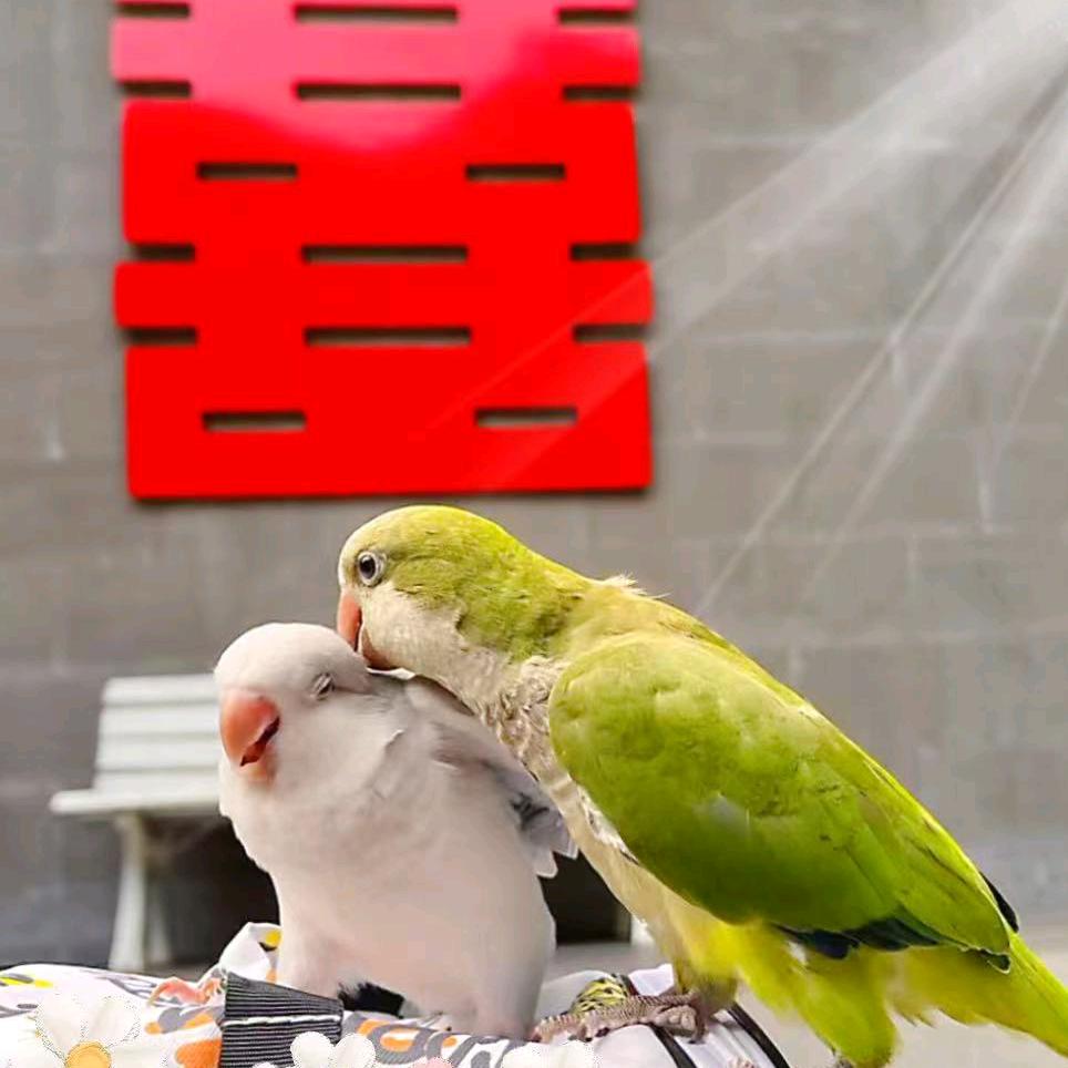 八戒的老婆叫八婆