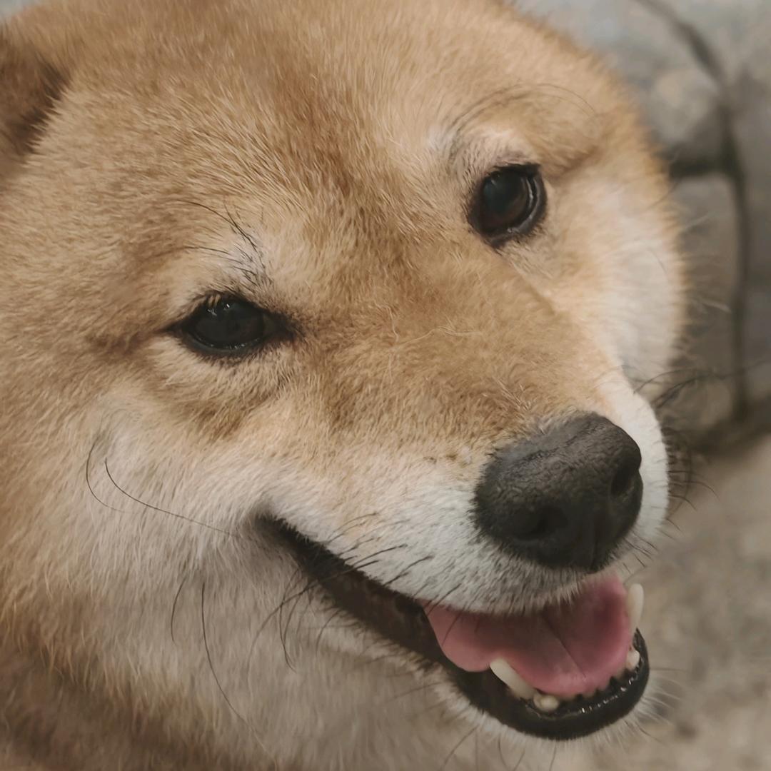 手抓屁