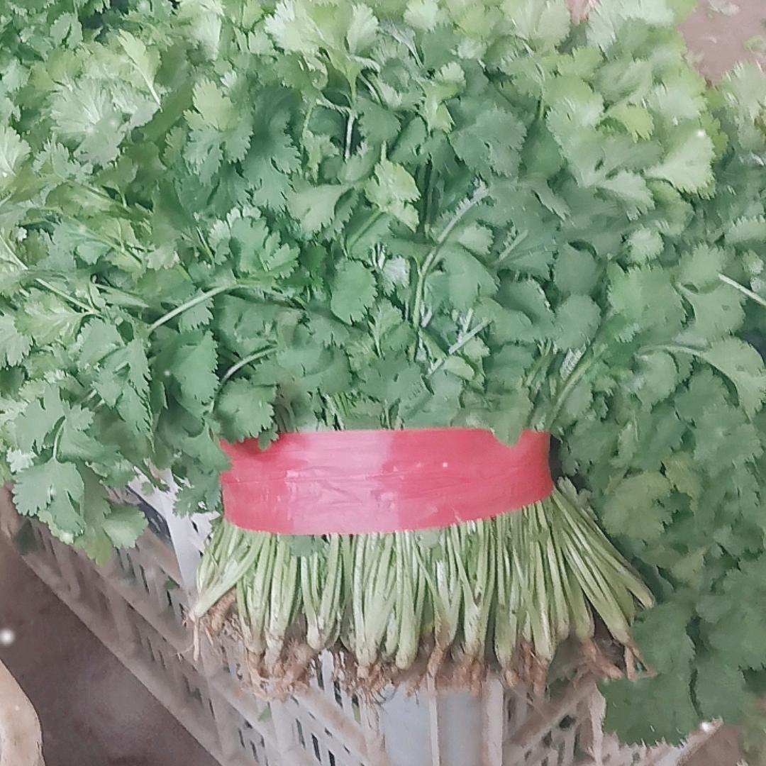 虞城县顺坤香菜菠菜荠菜种植收购经营部