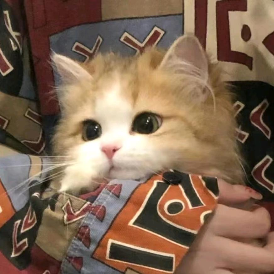 逻辑猫