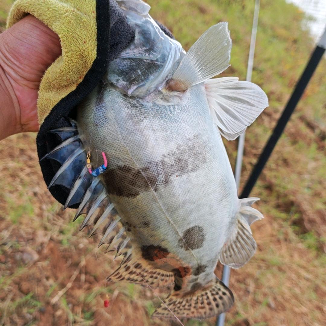 永久🎣🐟明亮