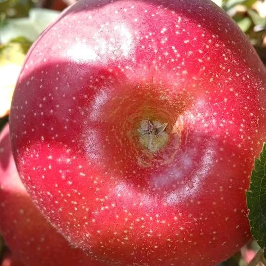 🌹往事꧔ꦿ᭄随风💞