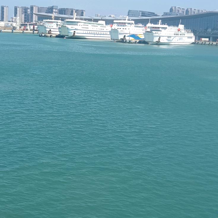 雨中的玫瑰