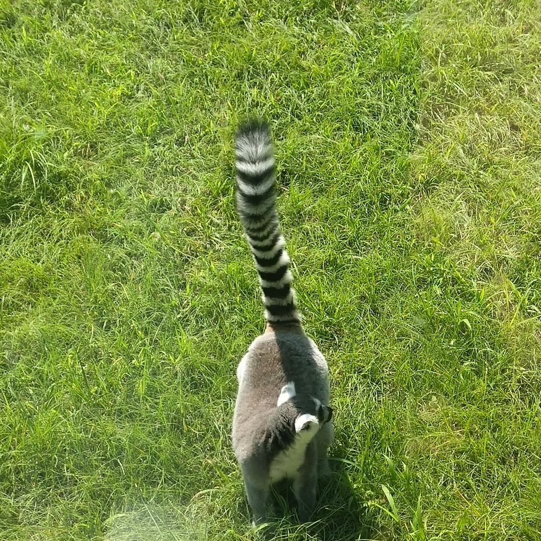 樂余