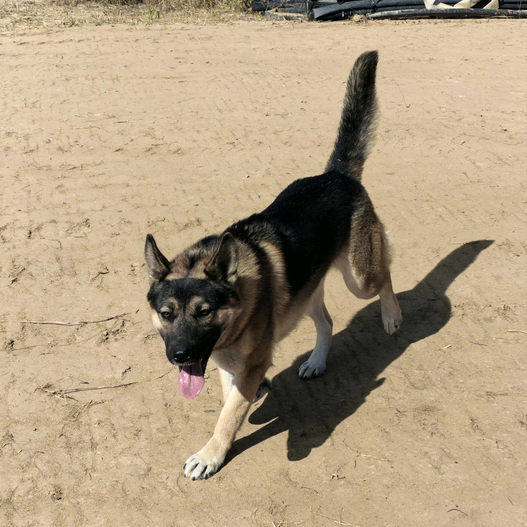 宠尤鲜公益护农机油手《辉哥》新号