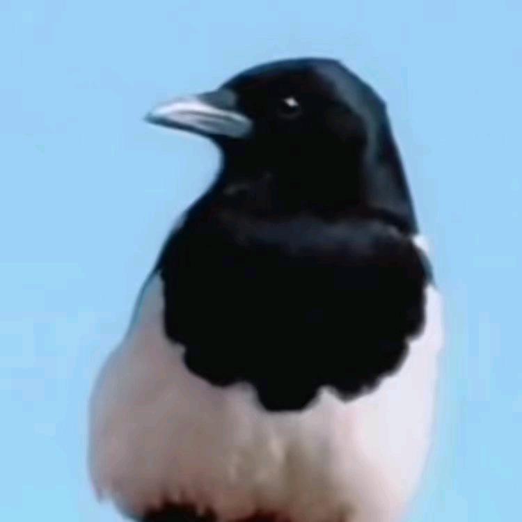 ²⁰²⁵刚好遇见你2556