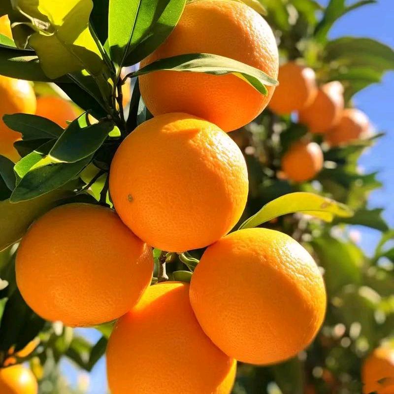 小🍊橙🍊子